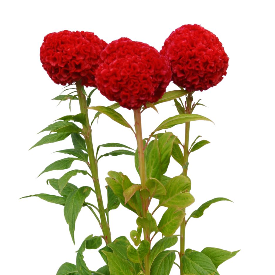 特別賞系 | 花き栽培のツボ | 福花園種苗株式会社